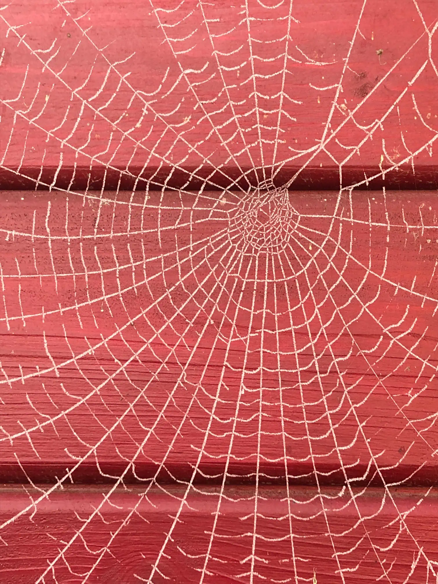 Zu sehen ist ein Foto, das ein Spinnennetz auf einer Schuppenwand zeigt.